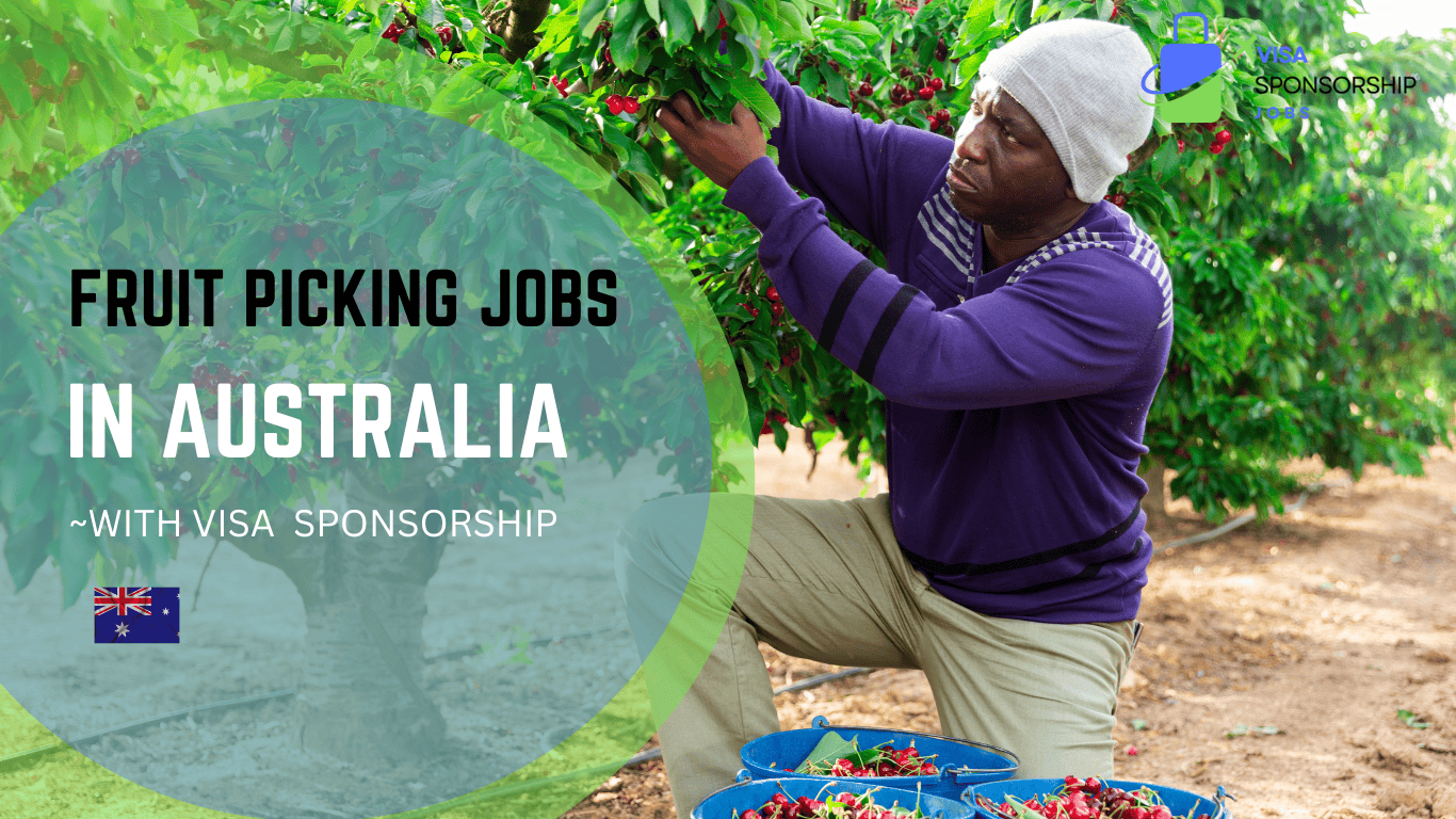 FRUIT PICKING JOBS IN AUSTRALIA WITH VISA SPONSORSHIP